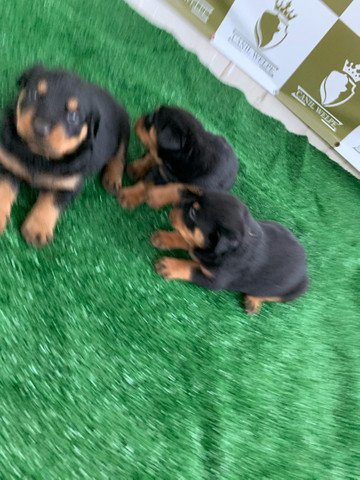 Rottweiler filhotes - Foto 3