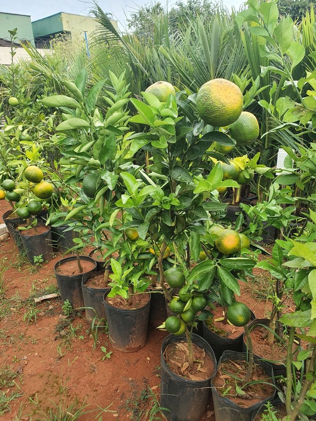 Frutíferas em promoção 3 mudas por 100,00  e 3 mudas especiais por 200,00