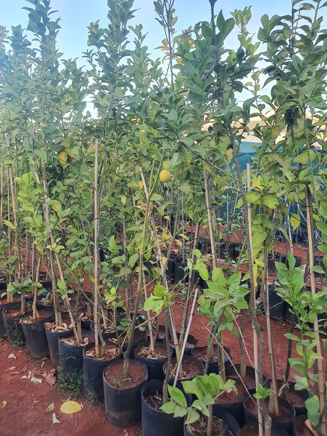 Frutíferas em promoção 3 mudas por 100,00  e 3 mudas especiais por 200,00 - Foto 3