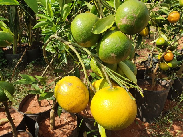 Frutíferas em promoção 3 mudas por 100,00  e 3 mudas especiais por 200,00 - Foto 4