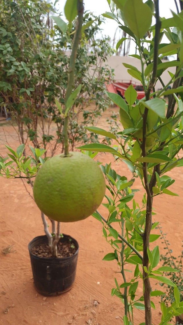 Frutíferas em promoção 3 mudas por 100,00  e 3 mudas especiais por 200,00 - Foto 6