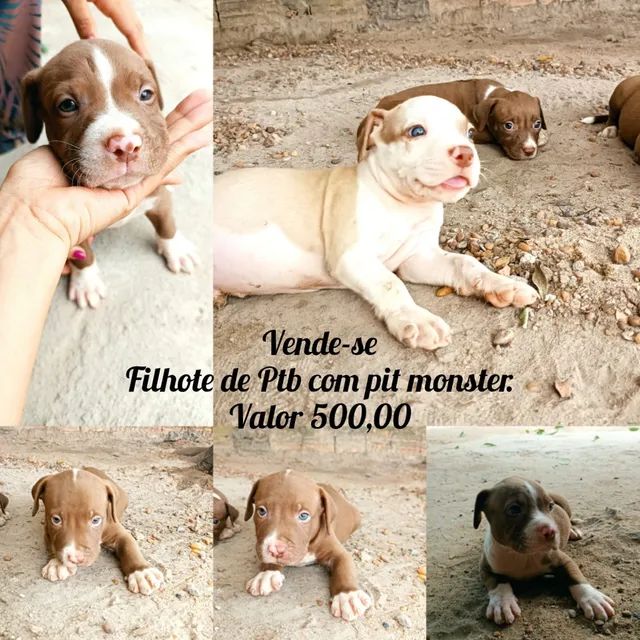 Filhotes de pitbull com pit monster 