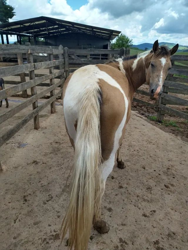 Vendo cavalo Painthorse PO Registrado (sólido com frente aberta) - Cavalos  e acessórios - Praia do Canto, Vitória 1256500999