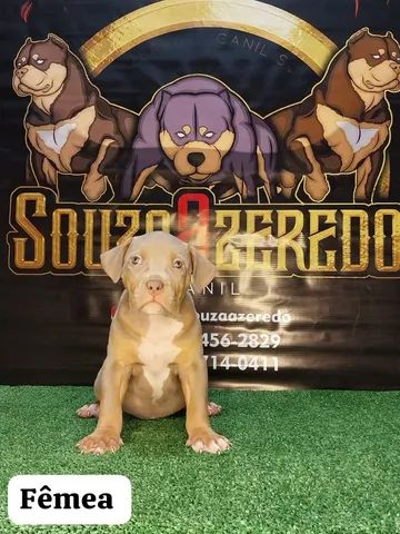 Pit Monster: Filhote  80 dias, macho e fêmea  - Foto 4