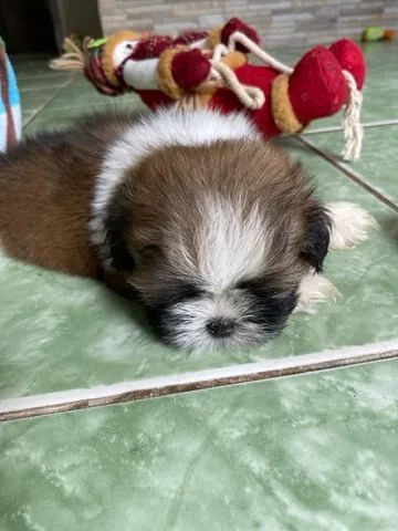 shih tzu micro - Foto 4