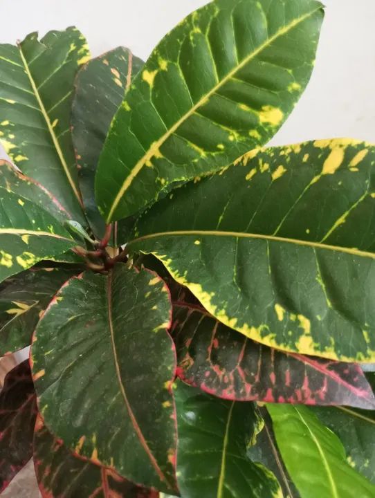 Planta Croton - Foto 5