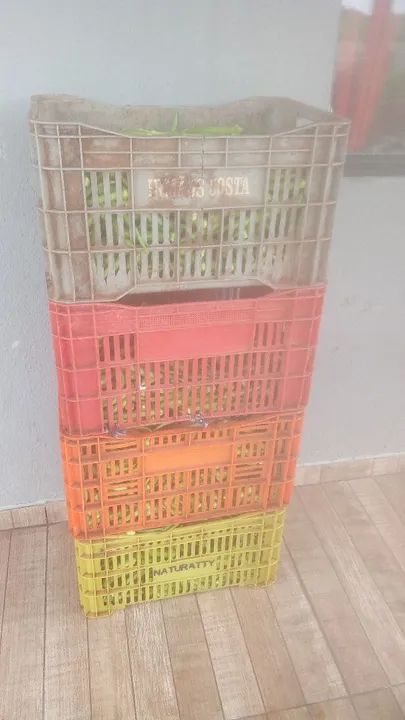 Quiabo direto roca fresquinho - Foto 3