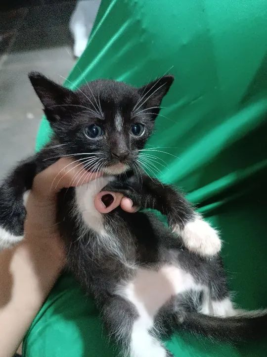 doação de gatinho - Foto 3