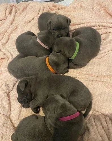 American Bully disponiveis femeas e machos  - Foto 3