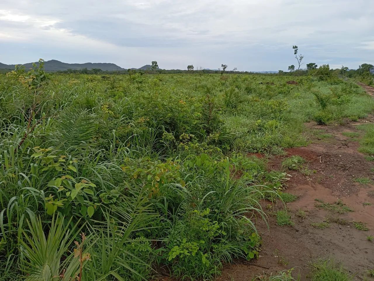 Fazenda 187 alq. No Tocantins 80 desmatado 35 formado 32 milhoes - Foto 4