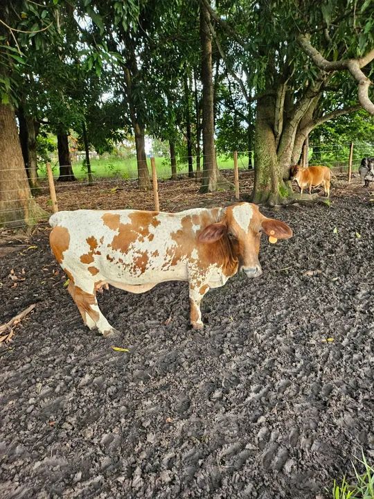 Mini vaca de exposição 