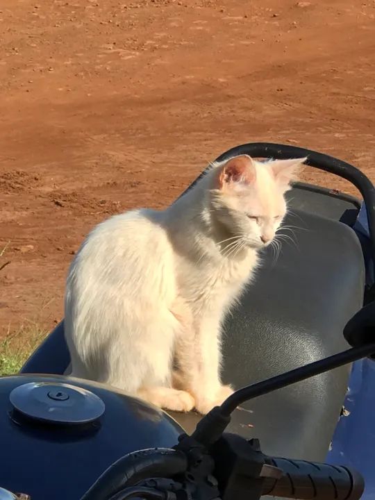 Adoção/doação responsável 