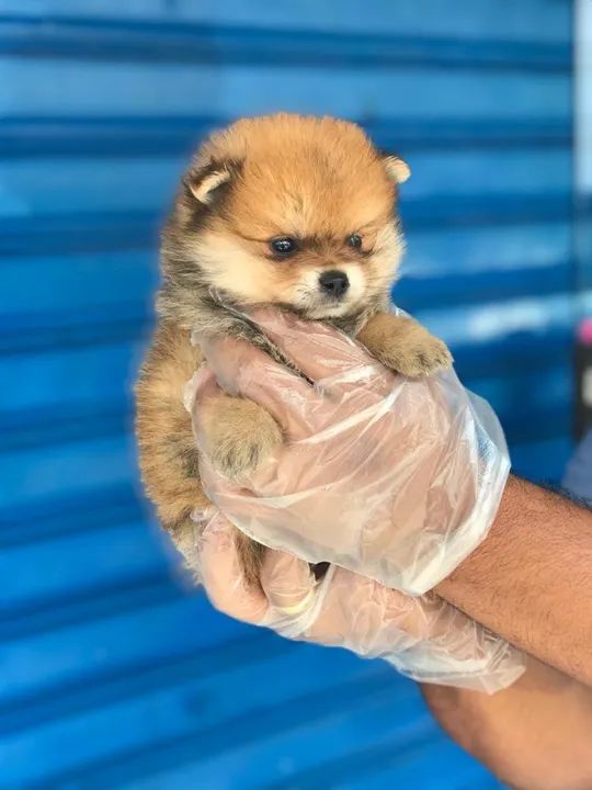 Spitz Alemão os mais saudaveis e legetimos pacotinhos de amor - Foto 2