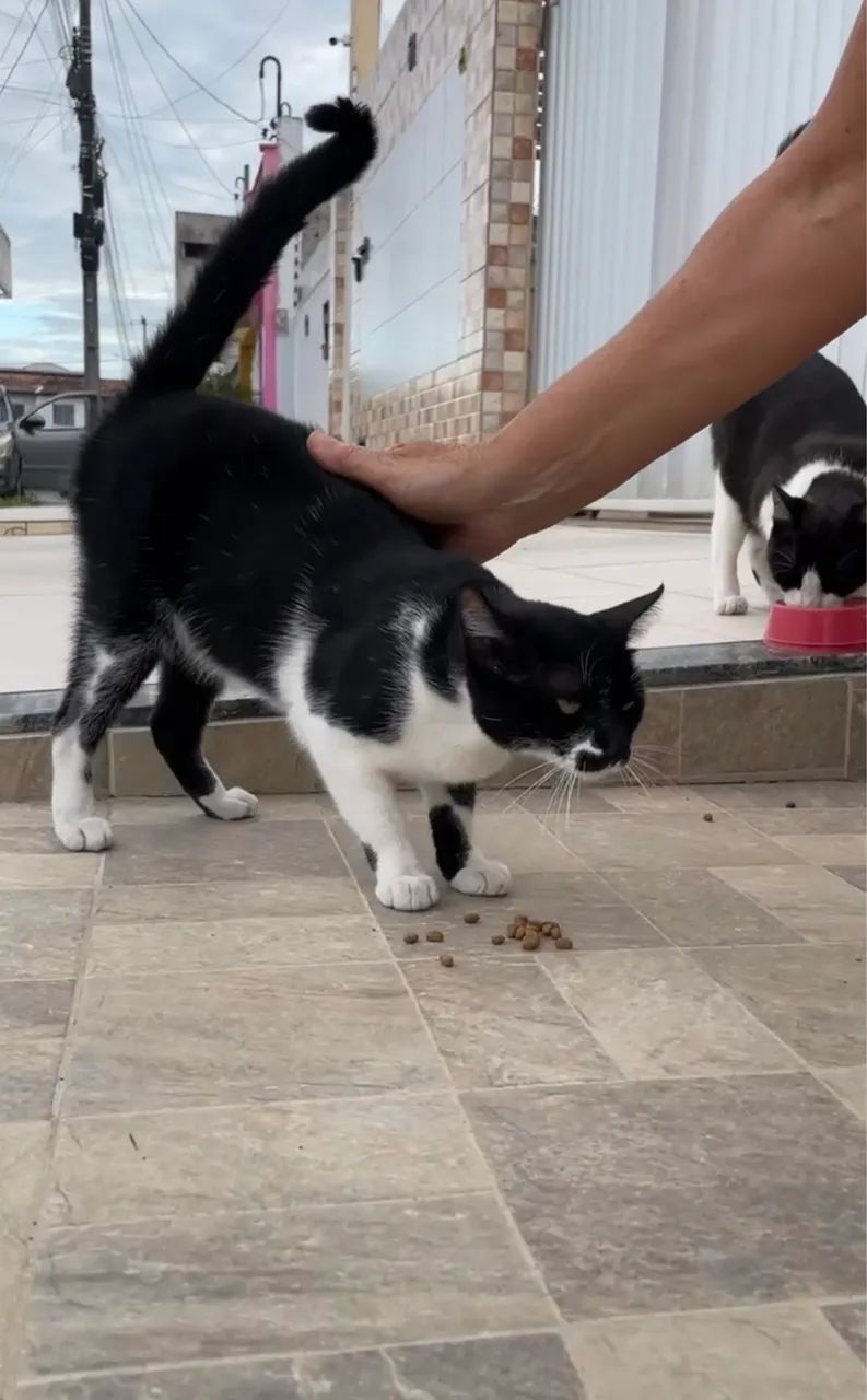 Gatinha CASTRADA para adoção responsável 