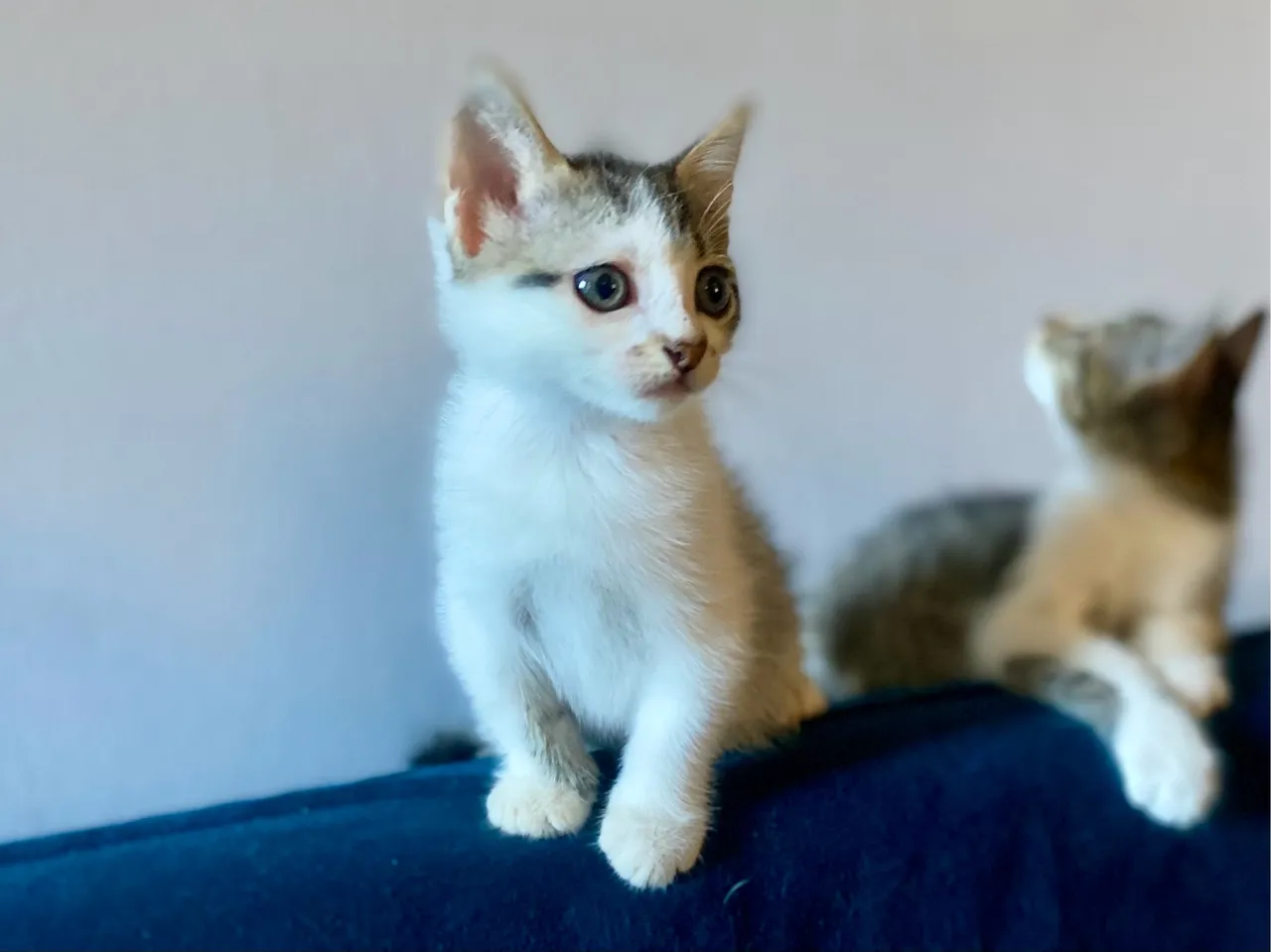 Gatinho macho para adoção!