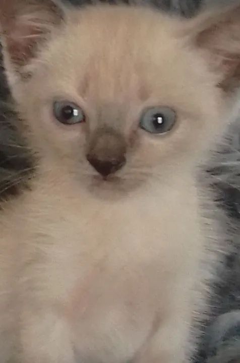 Gata siamês com 40 dias  - Foto 3