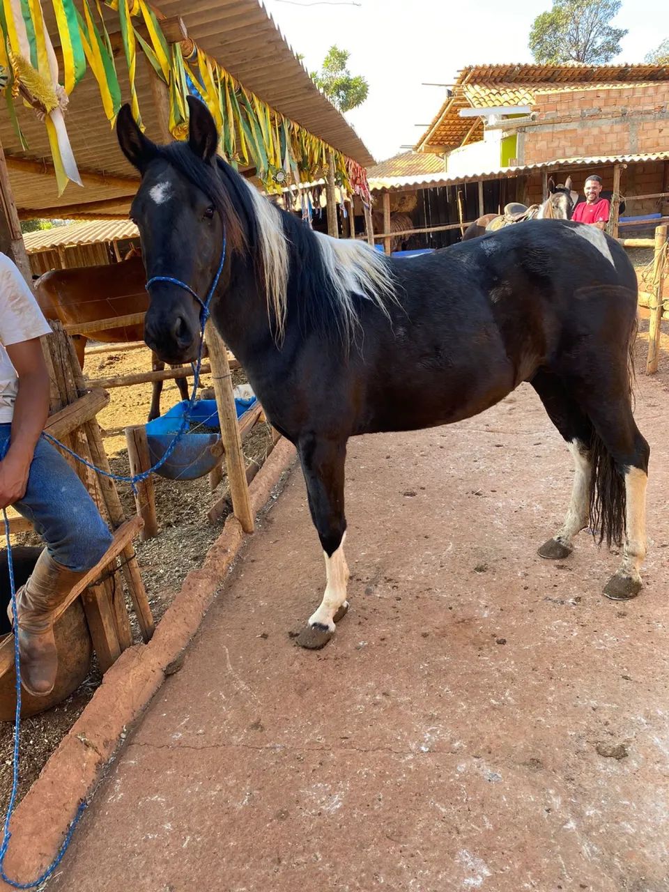 Mangalarga marchador (pampa de preto) - Foto 2
