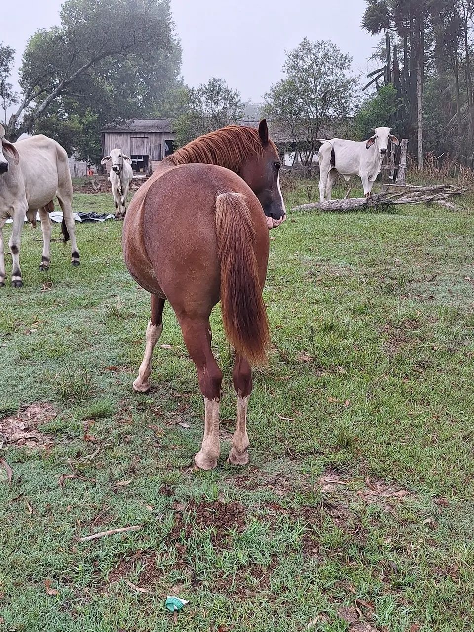 Égua nova bonita.  - Foto 2