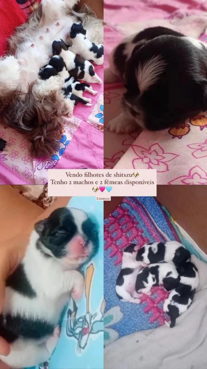 Vendo