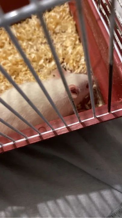 Rato Twister mais gaiola - Foto 2