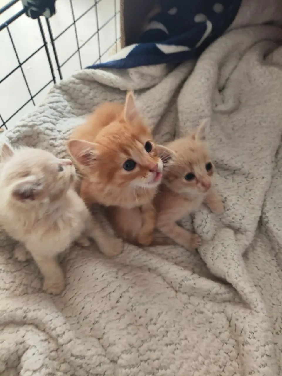 Kitten Donation64842118127873122