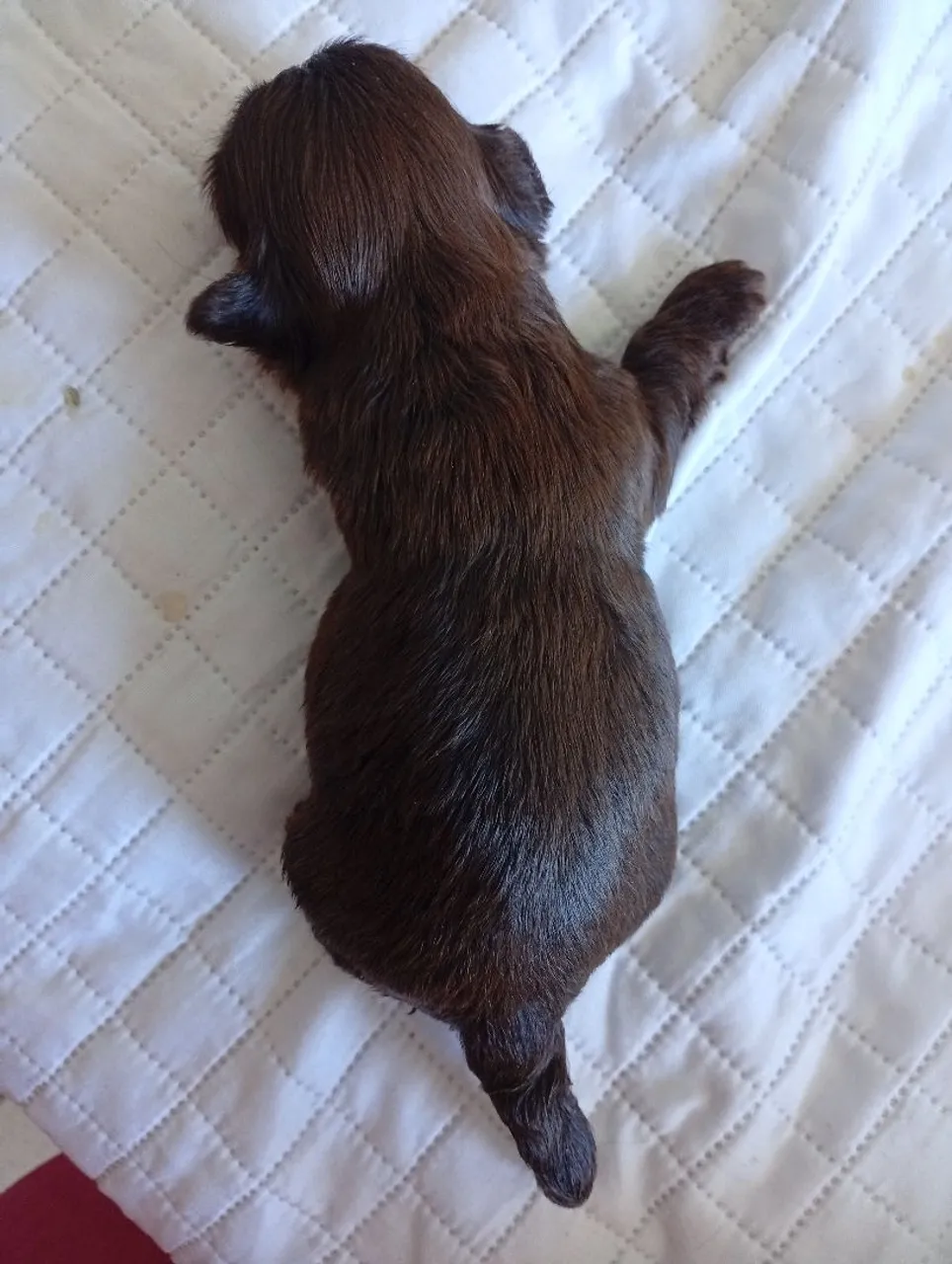 Filhotinho de cachorro adorável