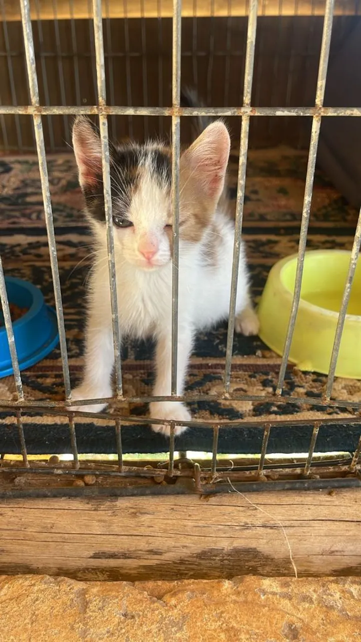 Gatas muito dócil