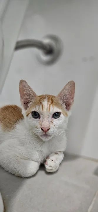 Gatos para adoção  - Foto 3