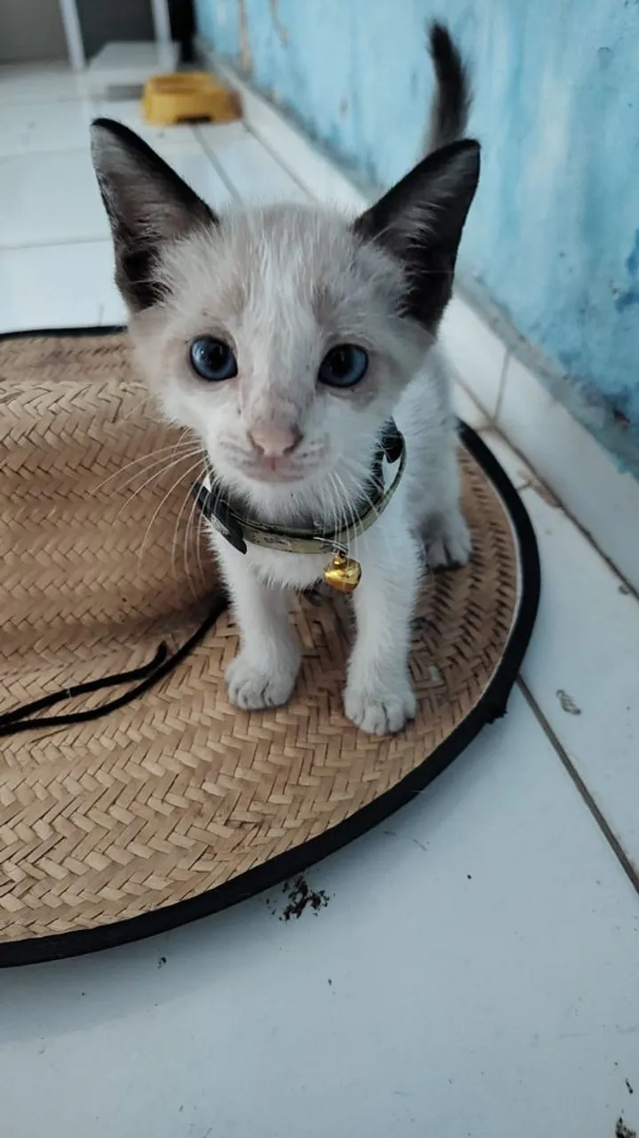 Gatinho filhote branco com olhos azuis