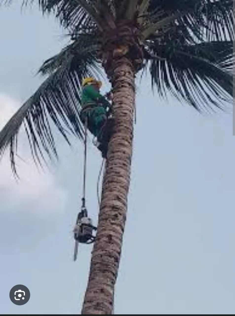 Remoção e podas de árvores