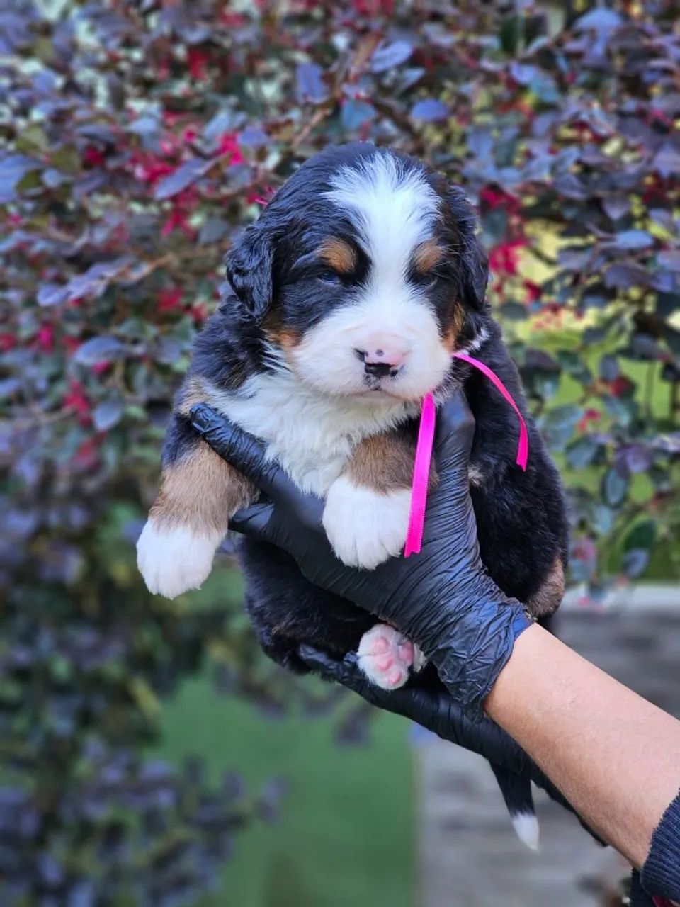 Bernese Mountain Dog 
