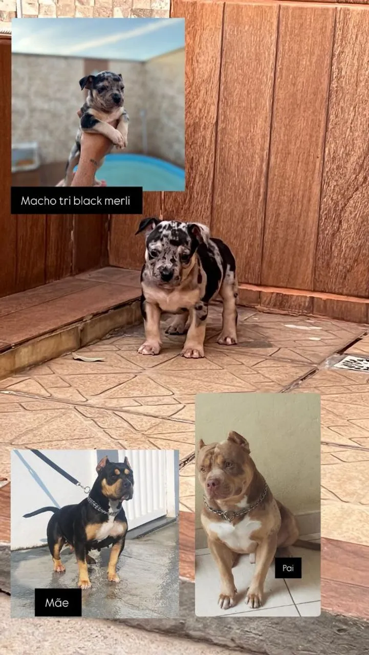 Filhotes de Pitmonsther