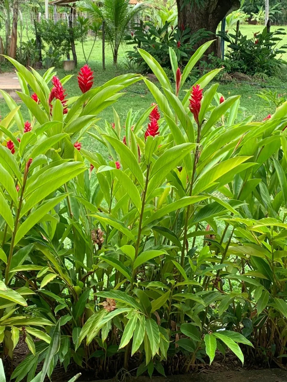 Sítio Fazenda Seu Lobato