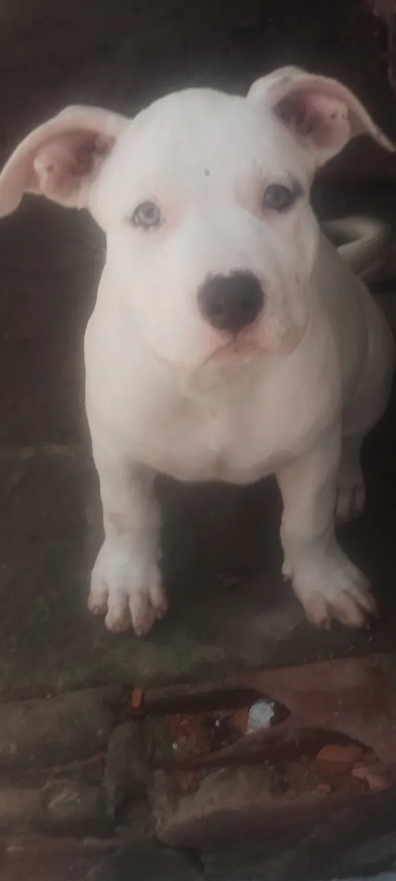 Filhote de Pitbull