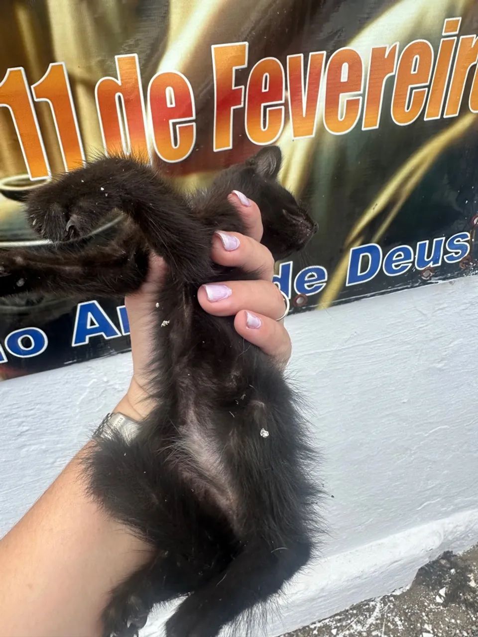 Adote um panterinha bebê solitário das ruas  - Foto 2