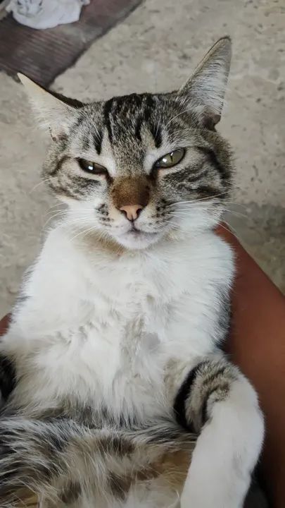 Gato para doação - Foto 3