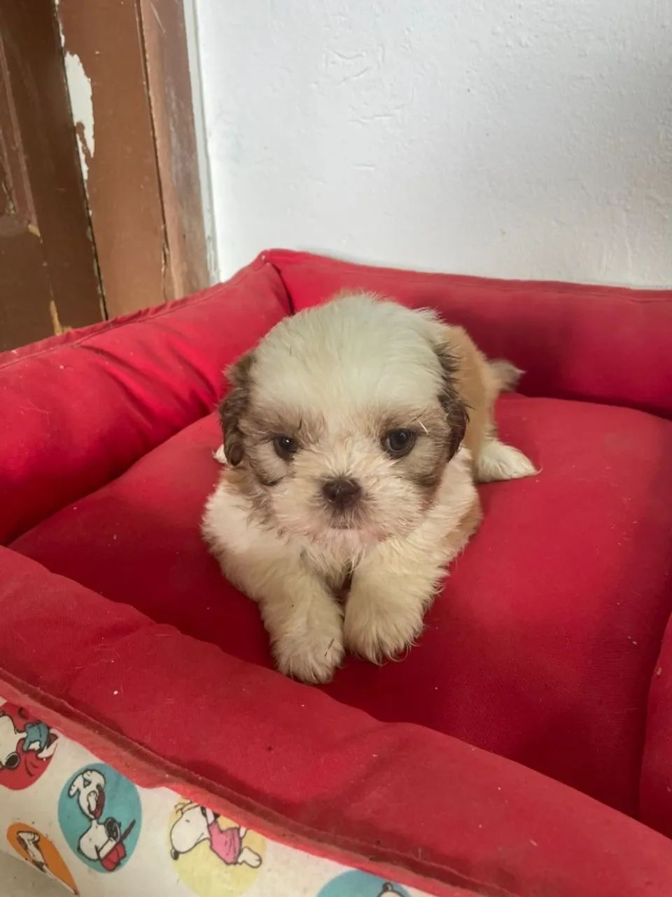 VENHA BUSCAR O SEU SHIH TZÚ COM  A GENTE.CÃES CRIADOS POR MÉDICA VETERINÁRIA.