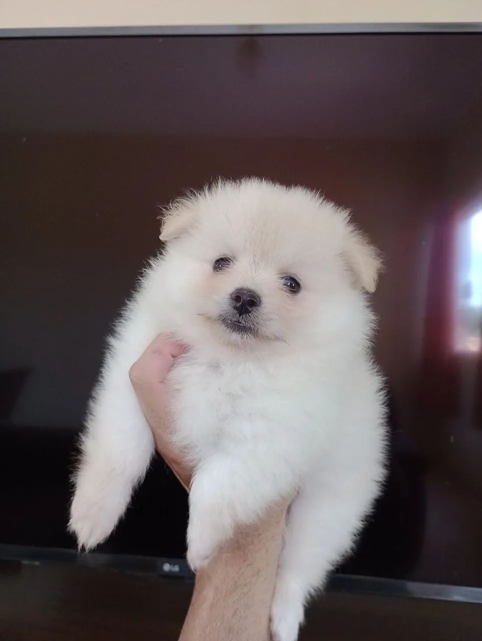 Filhote de Spitz Alemão- fêmea 