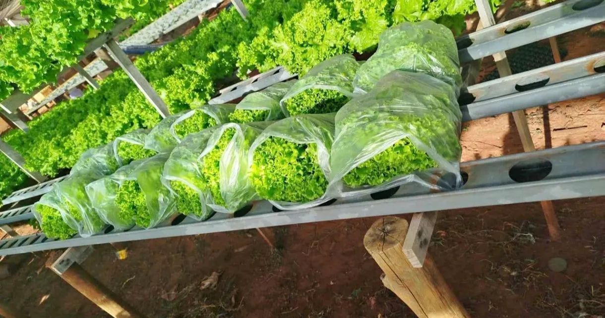 Alface no atacado - Produção Fresca