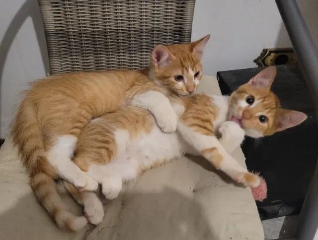 Lindos gatinhos de dois meses e meio - Foto 2