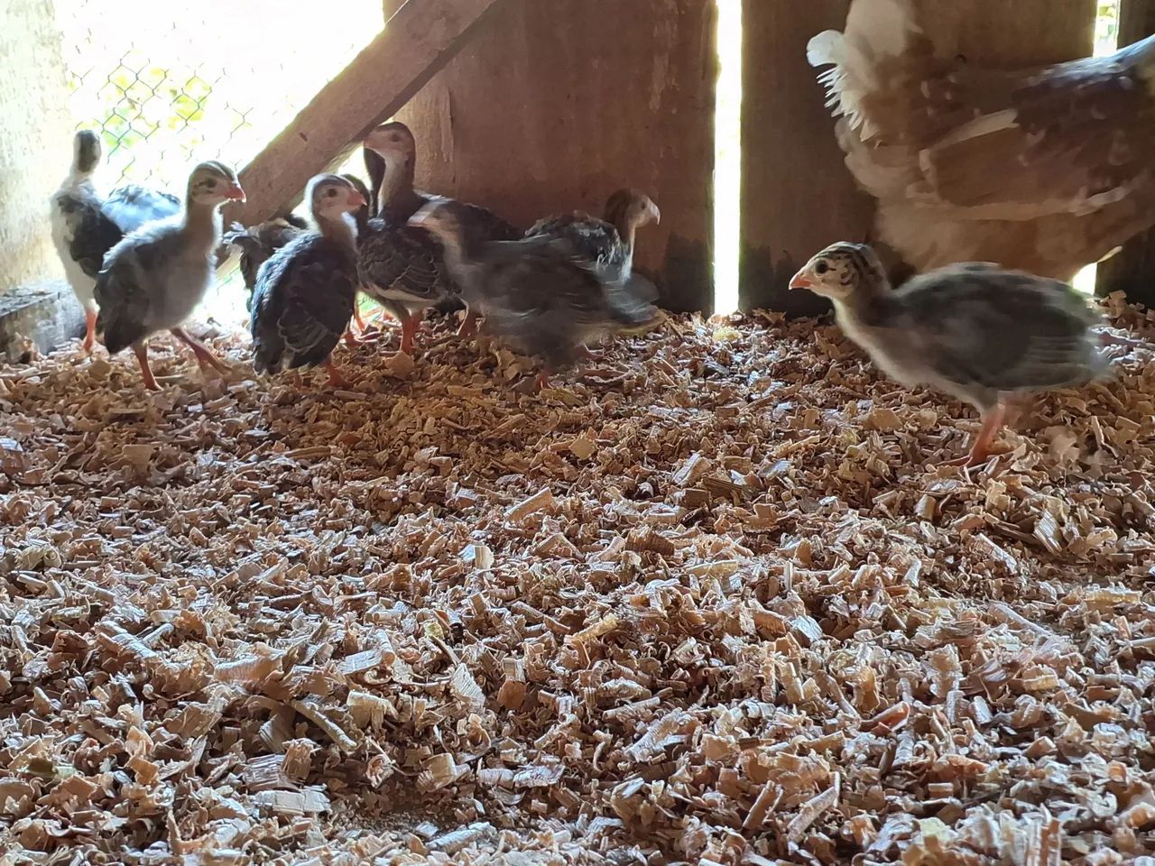 Filhotes de angulistas - Foto 5