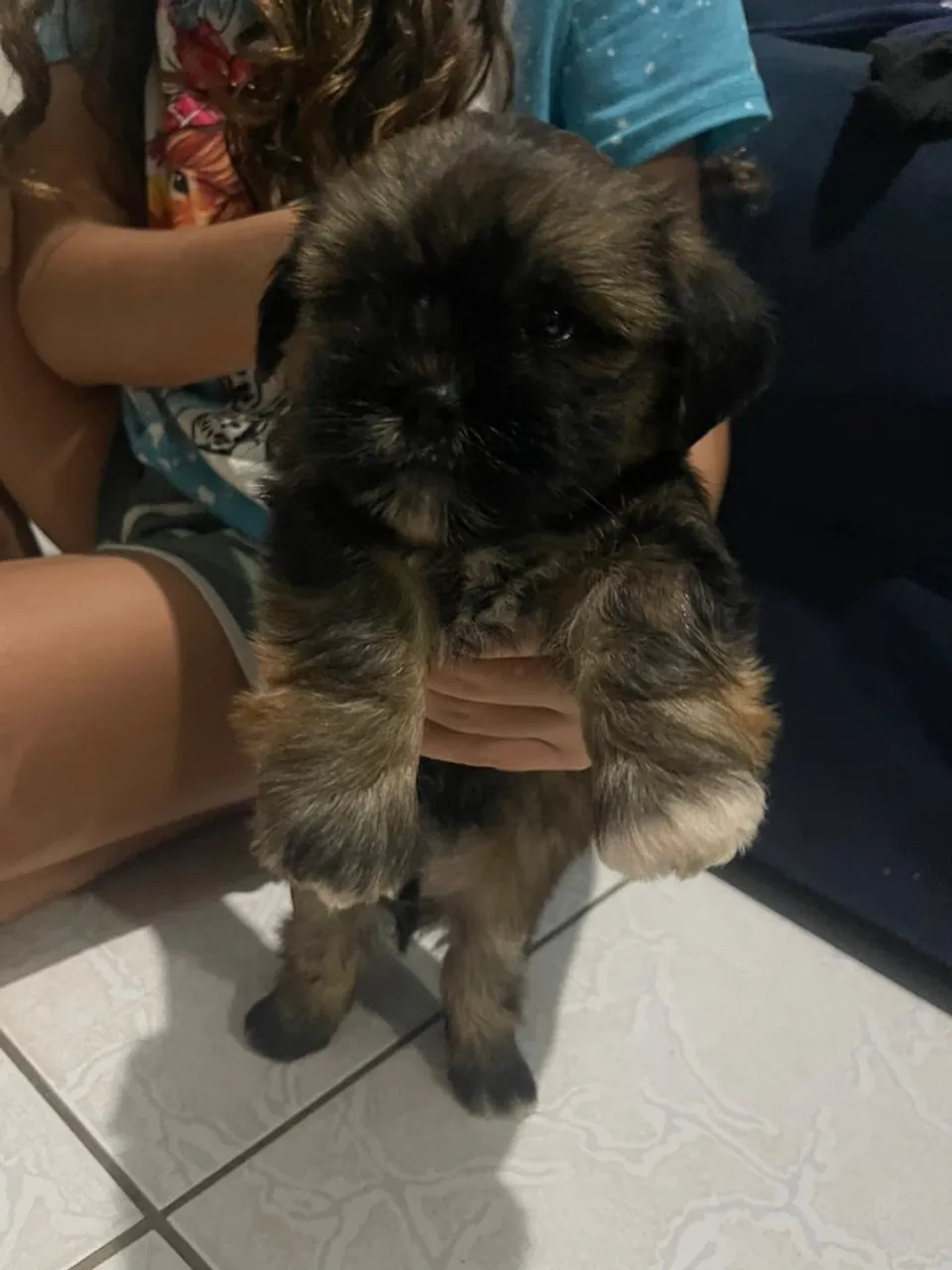 Vendo Shih tzu com Yorkshire
