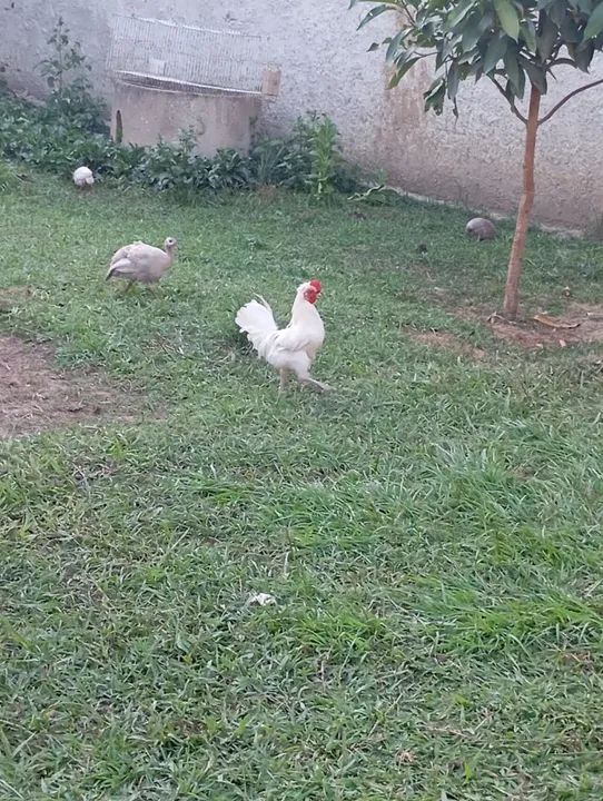 Garnizer branco  - Foto 3