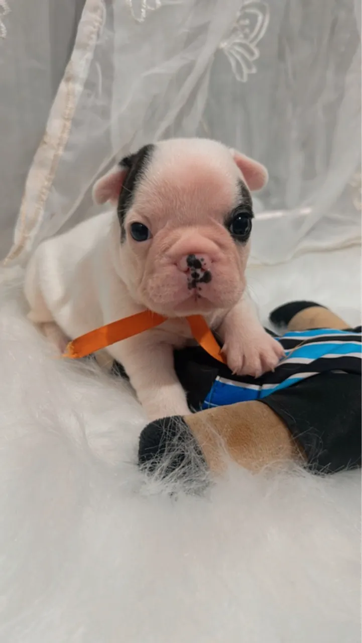 Filhote de cachorro Buldogue francês exótico