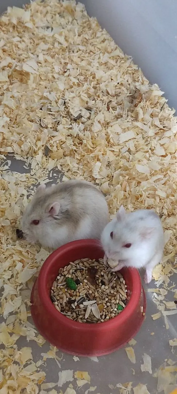 Casal Hamster Anão Russo
