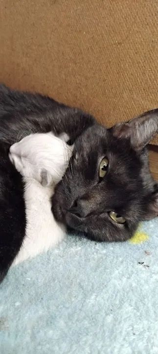 Gatinhos de pelagem Siamês disponível para adoção