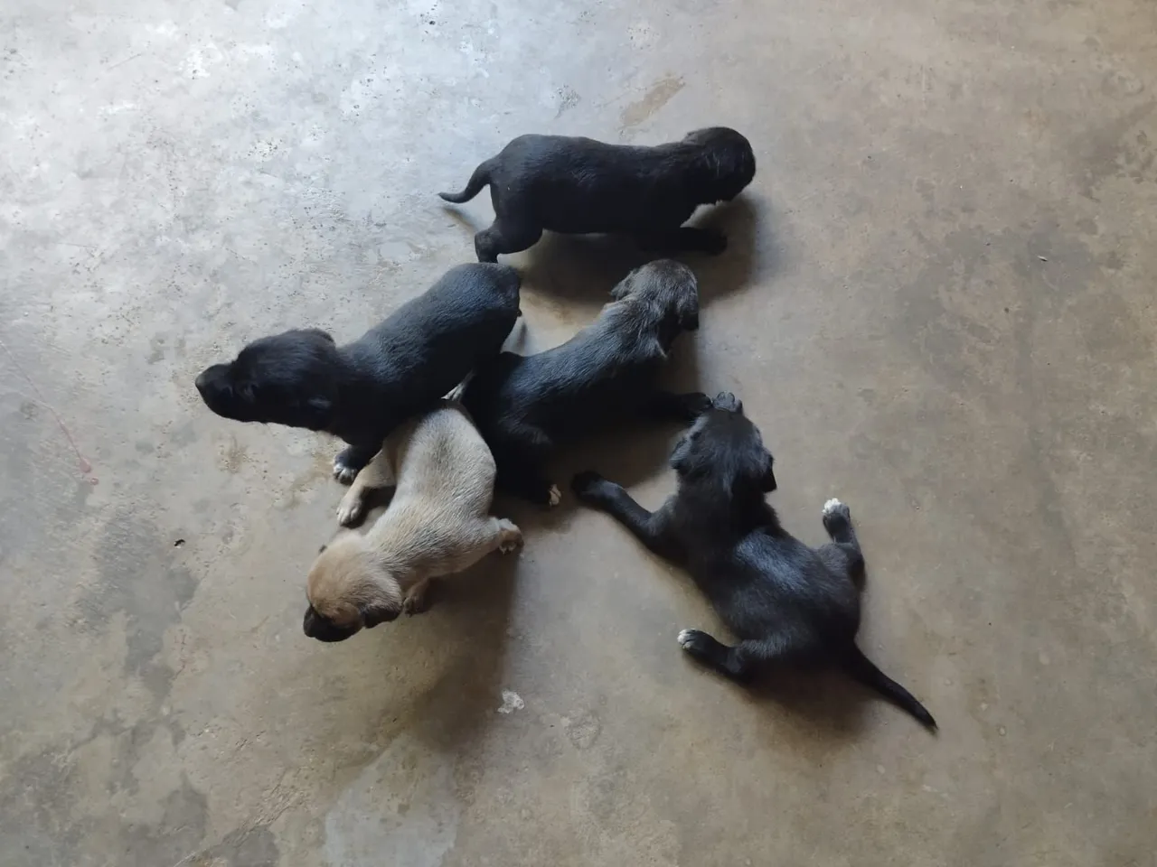 Filhotes de cachorro disponíveis para adoção whatsapp * 