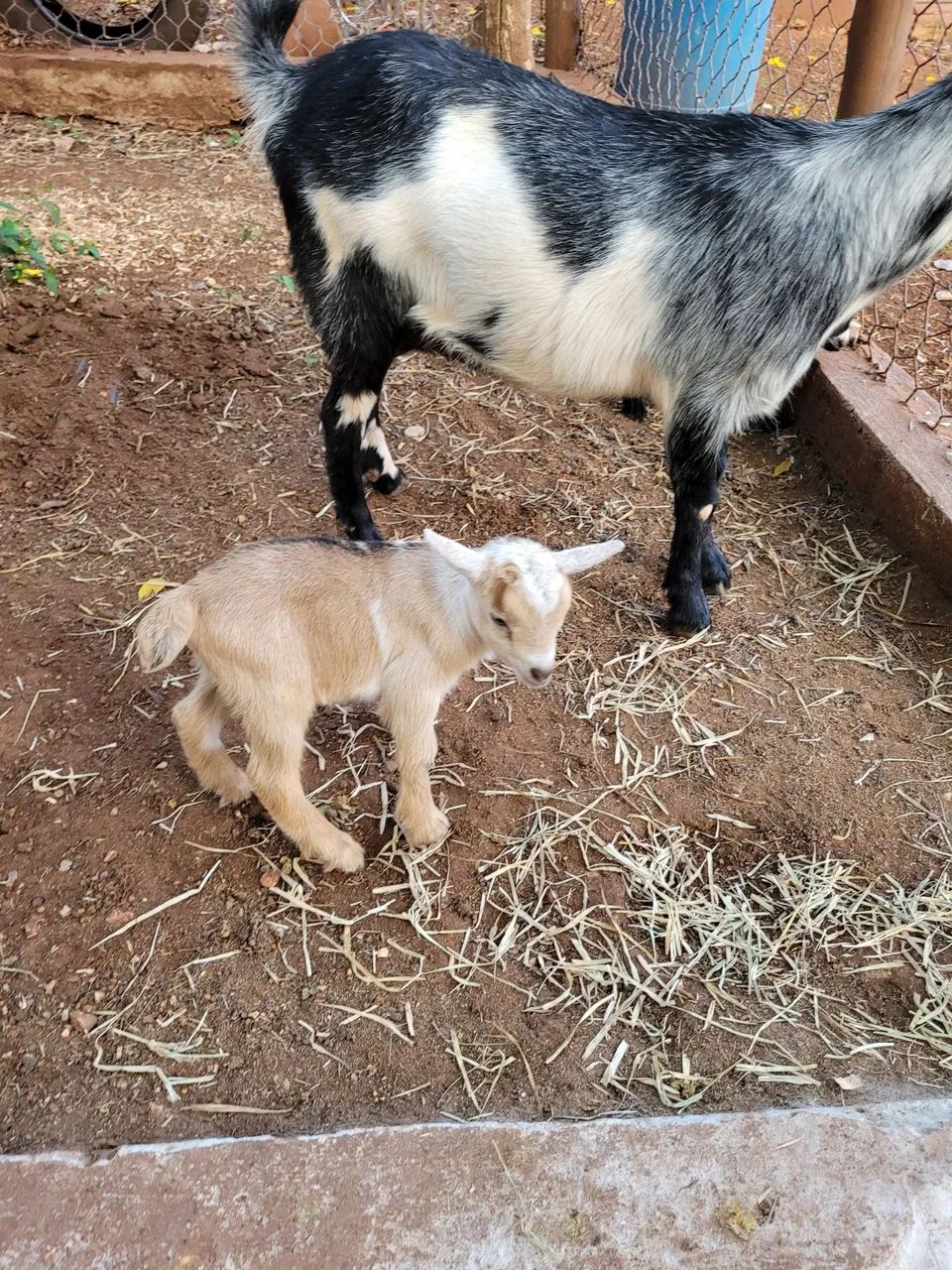 #minicabras - Foto 4