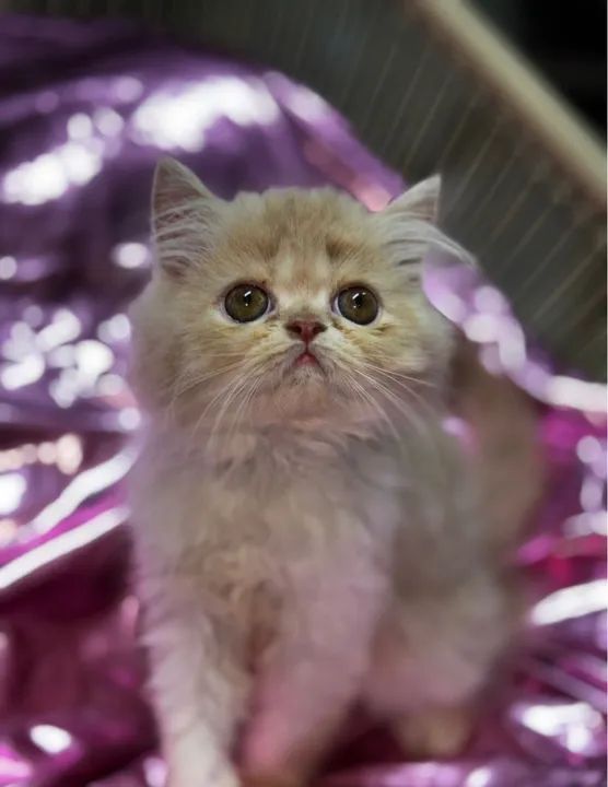 Filhote Fêmea Persa Pelo Longo