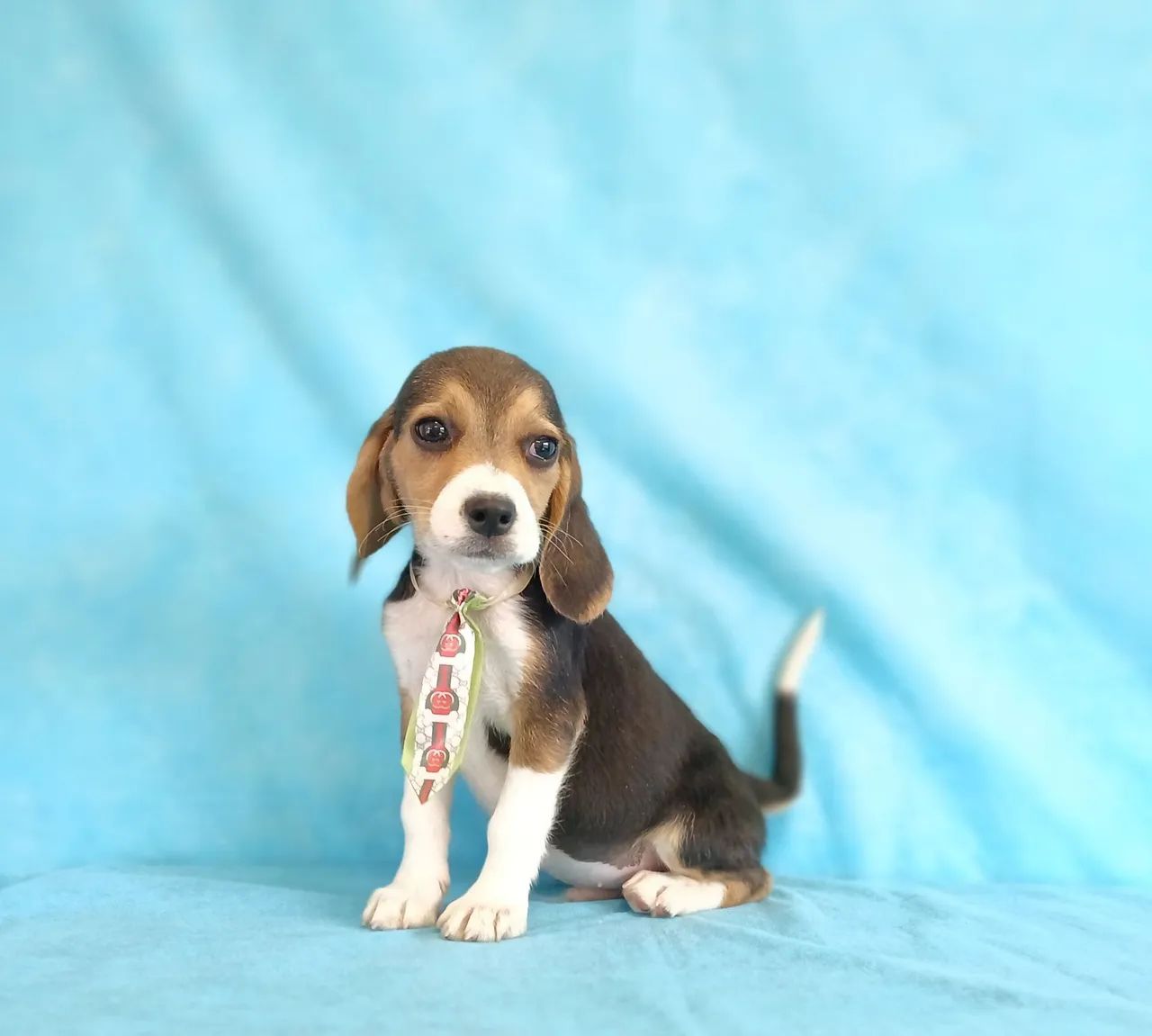 BEAGLE  - FILHOTES LINDOS - Foto 6